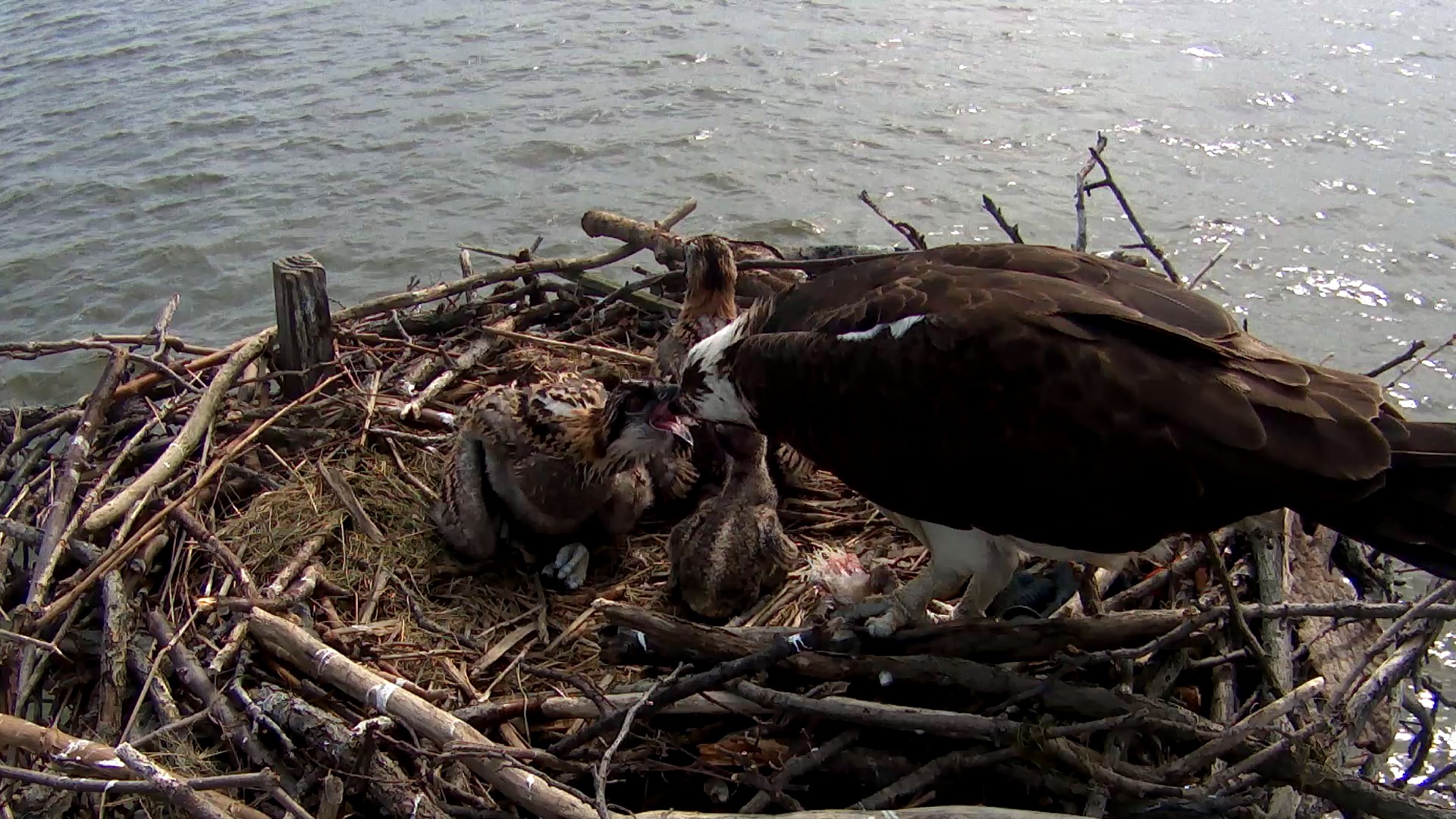 Osprey Watch | Photo of the Day | Noozhawk