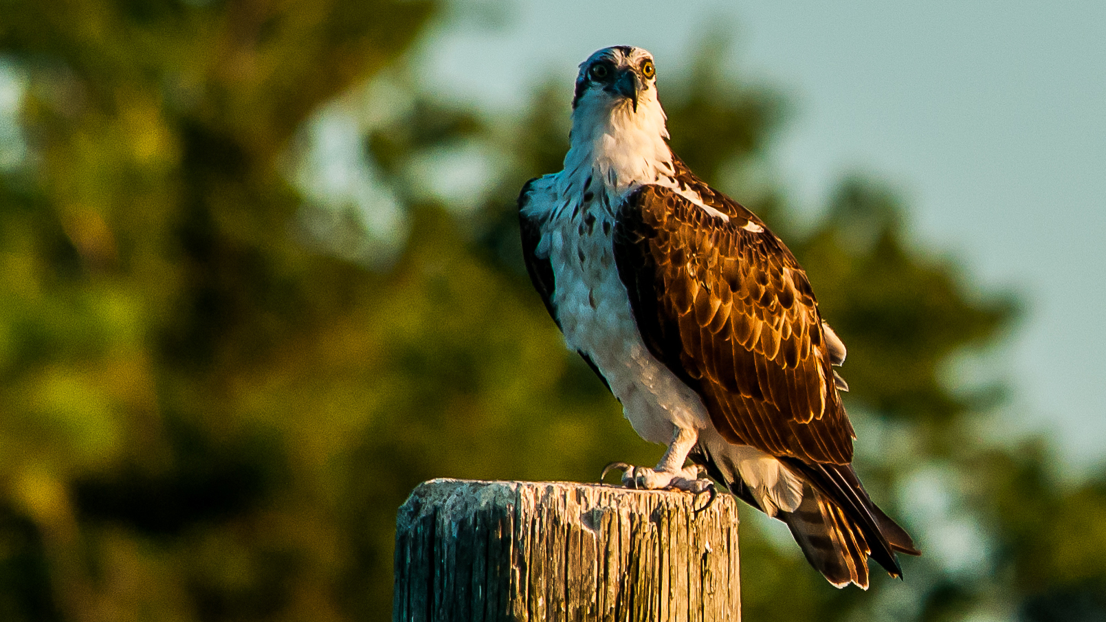 Osprey Chesapeake Conservancy