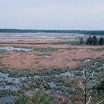 wetlands_blackwater_national_wildlife_refuge