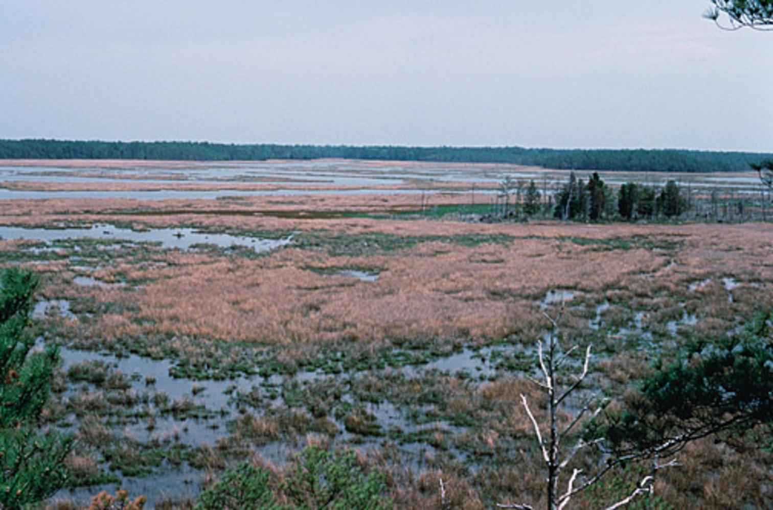 wetlands_blackwater_national_wildlife_refuge