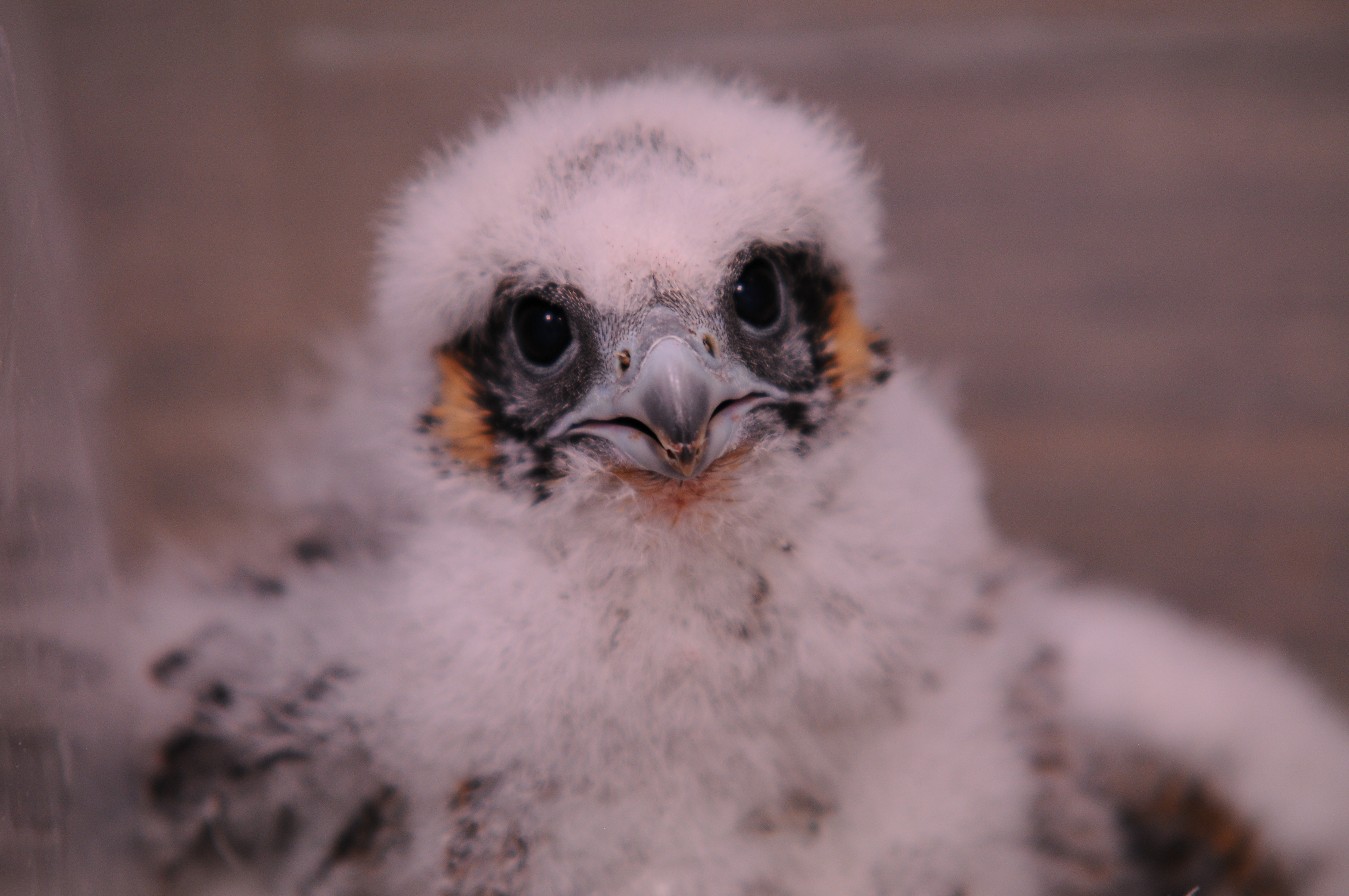 Test your peregrine falcon baby knowledge! Chesapeake